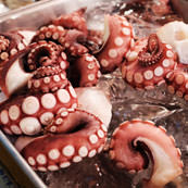 nl-pulpo